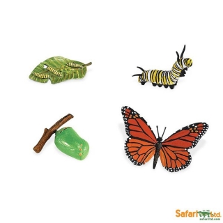 Safari Ltd životný cyklus Motýľa