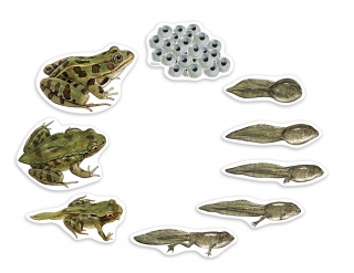 LR Magnety Životný cyklus žaby