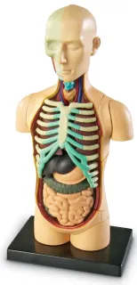 LR Anatomický model ľudského tela